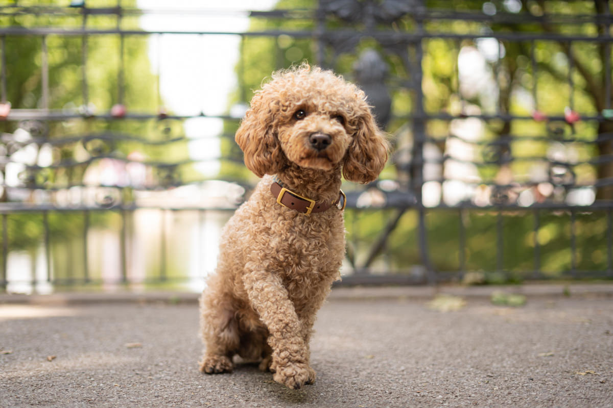Charlie_Notare_Wenz_Schueller_Duesseldorf_DSC2964 Notariatshund Charlie